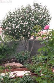 Blushingbridejune2708 001 Rose Of Sharon Tree Small City Garden Trees For Front Yard