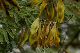 Image result for Peltophorum africanum