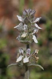 Image result for Stachys pseudonigricans