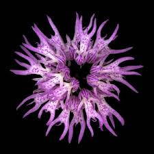 We did not find results for: 40 Of The World S Weirdest Flowers Boing Boing