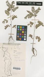 Image result for Phyllanthus odontadenius
