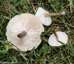 Image result for Marasmius sp.