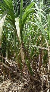 Image result for Eccoptocarpha obconiciventris