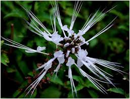 Each capsule of misai kucing plus contains: Benefits Of Misai Kuching Orthosiphon Stamineus Asia Fitness Today