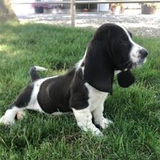 My two beautiful babies jazzy (mom) and george (dad) had seven puppies in sept. Alfred Basset Hound Puppy 646859 Puppyspot