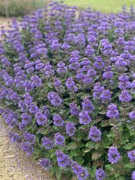 Image result for Caryopteris odorata