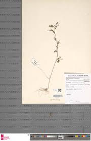 Image result for Phyllanthus odontadenius