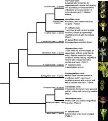 Image result for Corycium dracomontanum