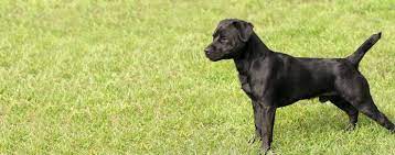 Patterdale Terrier Dog Breed Facts And Information Wag Dog Walking