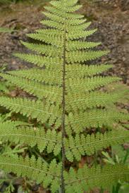 Image result for Hypolepis rugosula