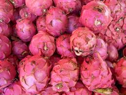 Comment manger xoconostle les fruits et les plots du cactus de figue de barbarie, ou nopal, sont disponibles sur les marchés américains pendant un certain temps, et sont devenus familiers aux aficionados de la cuisine mexicaine. Pitaya Wikipedia