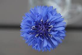 In the past, it often grew as a weed in cornfields (in the broad sense of corn, referring to grains, such as wheat, barley, rye, or oats), hence its name. Page 5 Royalty Free Flowers Cornflower Photos Pikist