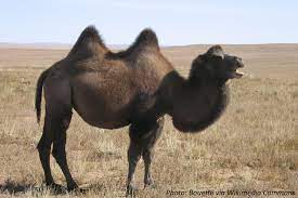 For many years, the wild bactrian was thought to be a subspecies of the domestic bactrian. Who Has How Many Humps Bedtime Math