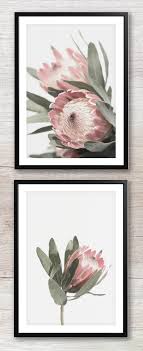 Vintage inspired botanical artwork from the 18th and 19th centuries make these floral botanical prints a classy way to bring nature into your every day life. Pink Protea Art Protea Photography Floral Artwork Unframed Protea Art Print Modern Botanical Art Art Collectibles Giclee Kromasol Com