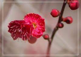 pin by 稚芸曾on 花in 2020