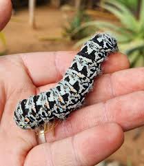 Image result for Searsia monticola