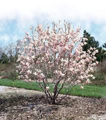 Image result for Magnolia × soulangiana