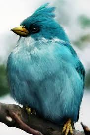 Blue Birds That Look Like Cardinals Pretty Bird Animali Uccelli Esotici Animali Carini