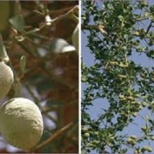 Image result for Balanites pedicellaris