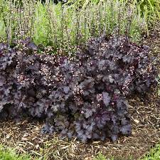 Lift and divide clumps every couple of years in. Primo Black Pearl Coral Bells Coral Bells Coral Bells Heuchera Sun Plants