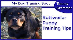 It is the most important step in every training. How To Train A Rottweiler Puppy Youtube Rottweiler Puppies Puppy Training Tips Rottweiler Training