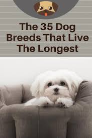 Here Are The 35 Dog Breeds That Will Be Your Best Friend The