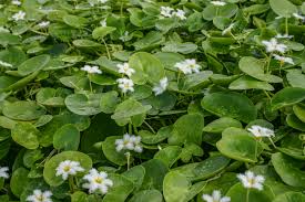 Image result for Nymphoides senegalensis
