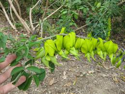 Image result for Crotalaria agatiflora