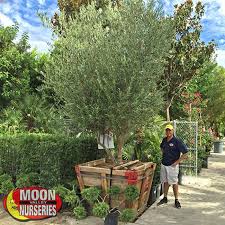 Used as a street tree in florida, arizona and california, indian laurel fig is planted in several of california's coastal cities including san francisco and san luis obispo. Moon Valley Nurseries Growest Nursery Indian Laurel Columns Evergreen Trees Landscape Architect