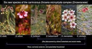 Image result for Droseraceae