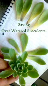 On top of that, dolphins thrive well in a little crowded conditions, so make sure to use a container only a bit larger than them. How To Save Overwatered Succulents The Succulent Eclectic Succulents Succulent Garden Diy Succulent Care