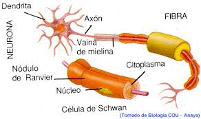 Maybe you would like to learn more about one of these? Esclerosis Multiple Definicion Causas Dieta Y Tratamiento Natural Guia De La Discapacidad
