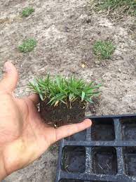 Zoysia is slow to establish from seed or plugs but will grow dense once roots take hold. What Are Grass Plugs And How To Use Them Sod Solutions