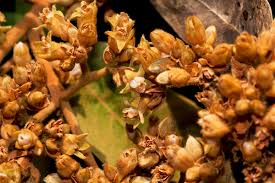 Image result for Parinari