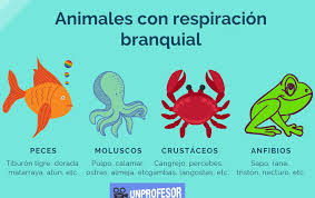 Nacen en el agua y respiran por la piel. Animales Con Respiracion Branquial Lista Ejemplos