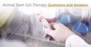 Maybe you would like to learn more about one of these? Faq About Stem Cells Animal Stem Cells Questions And Answers Medrego