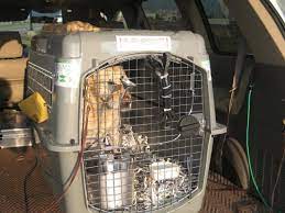 Door to door service or budgeted select services. International Pet Relocation Import Or Export Manoir Kanisha