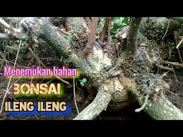Mendapat Bahan Bonsai Ileng Ileng Motif Super Keren Youtube