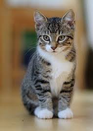 Ebru Sarpman Adli Kullanicinin Kedi Panosundaki Pin Goruntuler Ile Sevimli Kedi Yavrulari Guzel Kediler Sevimli Kediler