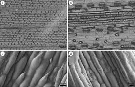 Image result for Digitaria abyssinica