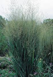 Check spelling or type a new query. Panicum Virgatum Northwind Verschoor Horticulture