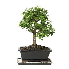 Besides, one can choose to gift a small tray garden to their loved ones. Brussel S Bonsai Dwarf Jade Bonsai Dt 6009dj The Home Depot