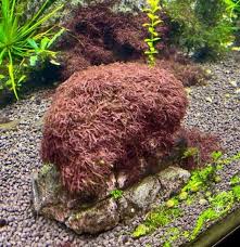 Image result for Polystachya caloglossa