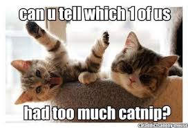 Catnip Kitten Cat Quotes Funny Funny Cat Pictures Crazy Cats