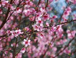 Check spelling or type a new query. A Fruit Tree Blossoming With Small Pink Flowers In Spring Stock Photo Picture And Royalty Free Image Image 3825156