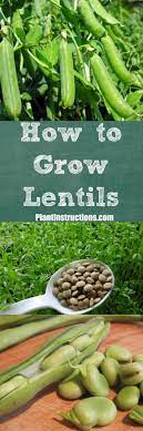 How To Grow Lentils A Guide To Growing Lentils Most Nutritious Vegetables Lentils Growing Peas
