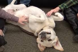 Dogs of all sizes, mutts, or purebreds make great therapy animals. Petting Therapy Dogs Enhances Thinking Skills Of Stressed Students Wsu Insider Washington State University