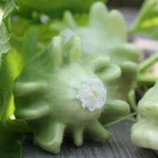 Check spelling or type a new query. Deaflora Zucchini Yugoslavian Finger Fruit