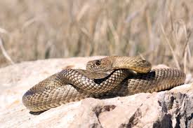 Small dead snake in yard. Common Snakes Of Texas Texas Co Op Power