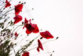 C'est le titre de l'appel lancé dans le numéro spécial pesticides de charlie hebdo, paru aujourd'hui, deux semaines après très apprécié des abeilles, le coquelicot se fait, comme elle, de plus en plus rare dans les campagnes françaises. Rassemblements Nous Voulons Des Coquelicots Fne 04